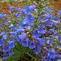 Пенстемон наперстянковый Хэвенли Блю