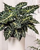 Алоказия Полли (Alocasia Polly)