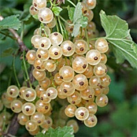 Смородина белая Баяна