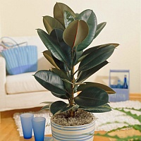 Фикус эластика Абиджан (Ficus elastica Abidjan)