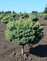 Ель колючая Брайнек на штамбе (Picea pungens Brynek)