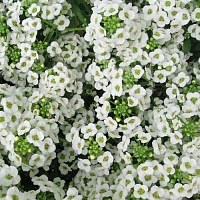 Алиссум Эстер Бонет Вайт (Alyssum Easter Bonnet White)