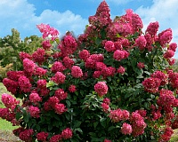Гортензия метельчатая Вимс Ред (Hydrangea paniculata Wim's Red)