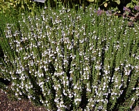 Чабер горный (Satureja montana)