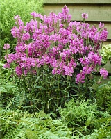 Физостегия виргинская (Physostegia virginiana)