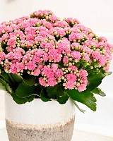 Каланхоэ розалина Дон Алано микс