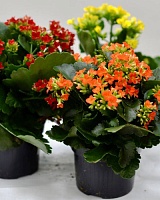 Каланхое Гем Микс