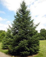 Пихта бальзамическая (Abies balsamea)
