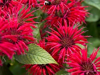 Монарда гибридная Кембридж Скарлет