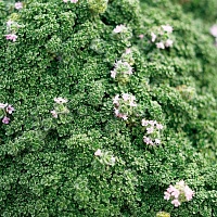 Тимьян ползучий Элфин