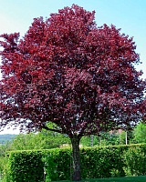 Слива растопыренная Писсарди (Prunus cerasifera pissardii)