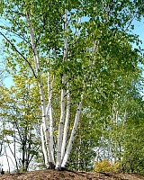 Береза бумажная (Betula papyrifera)