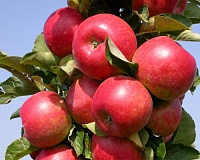 Яблоня колоновидная Джин Яблоня колоновидная Джин