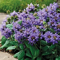 Прунелла Лесная Фея