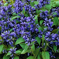 Котовник крупноцветоквый Блю Дракон