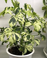 Шеффлера древовидная Жанин (Schefflera arboricola Janine)