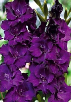 Гладиолус Mombassa