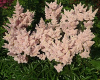 Астильба Арендса Систер Тереза (Astilbe arendsii Sister Theresa)
