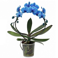 Фаленопсис Blue Bow