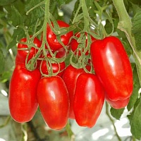 Томат Гаспачо