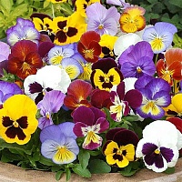 Виола крупноцветковая (Viola wittrockiana)