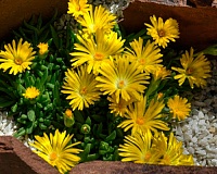 Делосперма скрученная Desert (Delosperma congestum)