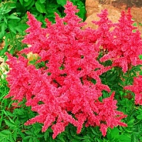 Астильба Арендса Юник Кармин