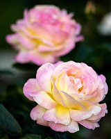 роза Глория Дэй (Gloria Dei)