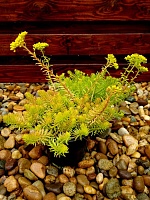 Седум отогнутый Ангелина (Sedum reflexum Angelina)