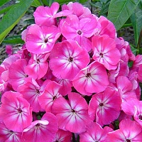 Флокс метельчатый Pink