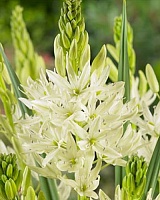 Камассия лейхтлина Альба (Camassia leichtlinii Alba)