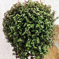 Традесканция мелколистная (Tradescantia)