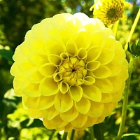 Георгин Sunny Glow Георгин Sunny Glow