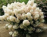 Гортензия метельчатая Бобо (Hydrangea paniculata Bobo)