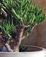 Толстянка овальная Хорн Три (Crassula ovata Horn Tree)