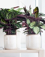 Калатея Gem (Calathea)