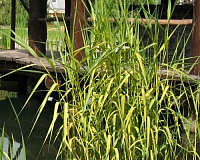 Тростник южный Вариегатус (Phragmites australis Variegatus)