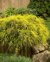 Кипарисовик горохоплодный Санголд (Chamaecyparis pisifera Sungold)