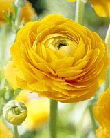 Ранункулюс Peony Type Yellow