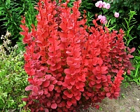 Барбарис тунберга Оранж Рокет (Berberis thunbergii Orange Rocket)
