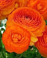 Ранункулюс Peony Type Orange