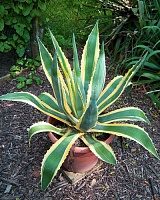 Агава американская Маргината (Agave americana Marginata)