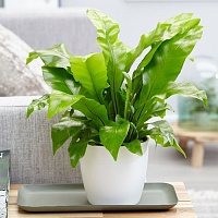 Асплениум антикум (Asplenium antiquum)