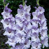 Гладиолус Her Majesty