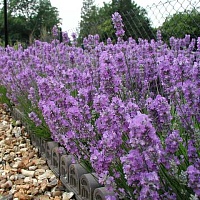 Лаванда узколистная Литтл Леди (Little Lady)