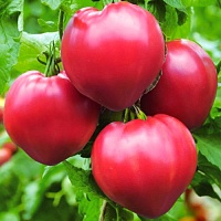 Томат Воловье сердце малиновое