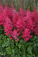 Астильба Хэви Метал