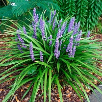 Лириопе мускари Манимейкер (Liriope muscari Moneymaker)