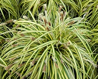 Осока (карекс) морроу Ауреа-Вариегата (Carex morrowii Aurea-Variegata)