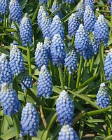 Мускари Океан Меджик (Muscari aucheri Ocean Magic)